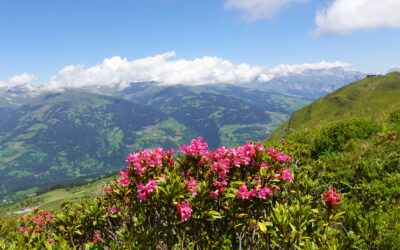Alpenrosenblüte Oberstdorf